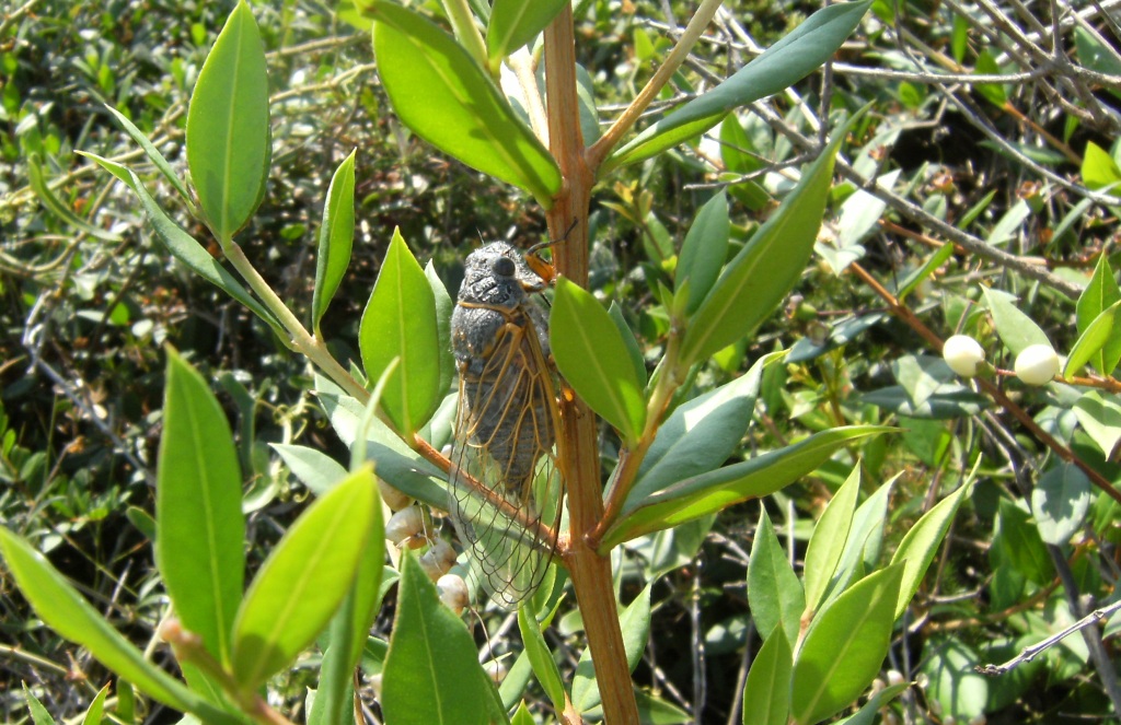 Tettigetta?